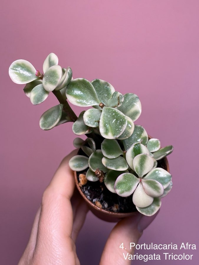 Portulacaria Afra Variegata Tricolor 4