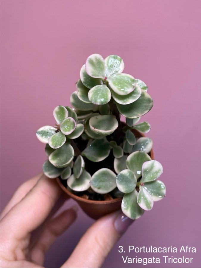 Portulacaria Afra Variegata Tricolor 3