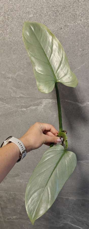 Philodendron hastatum Silver Queen Filodendron 4