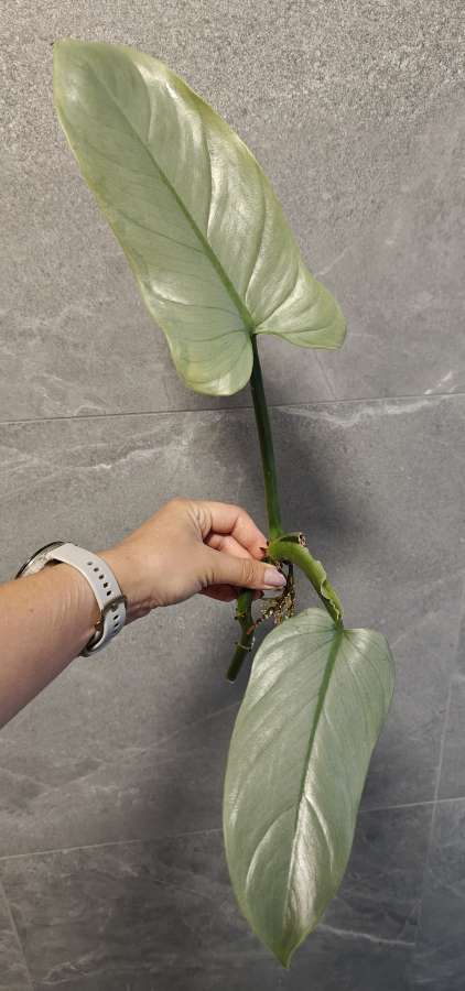 Philodendron hastatum Silver Queen Filodendron 2
