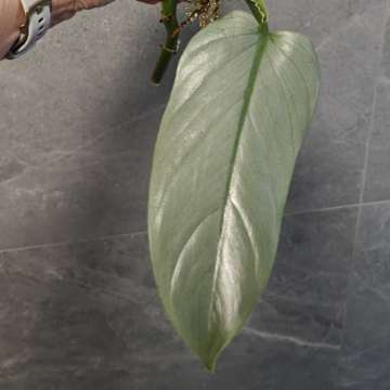 Philodendron hastatum Silver Queen Filodendron
