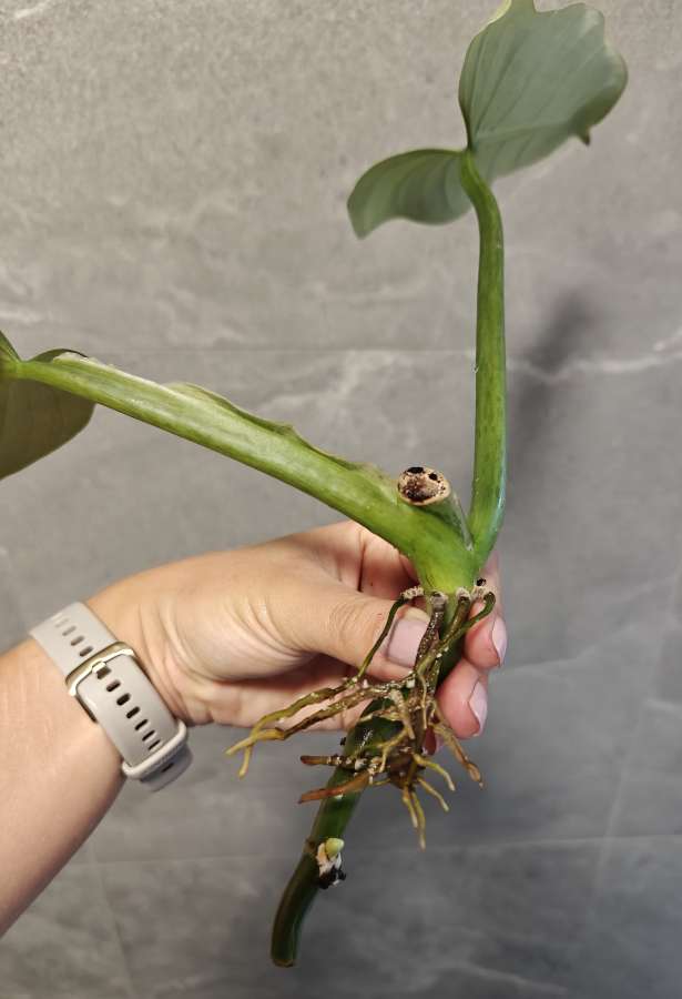 Philodendron hastatum Silver Queen Filodendron 3