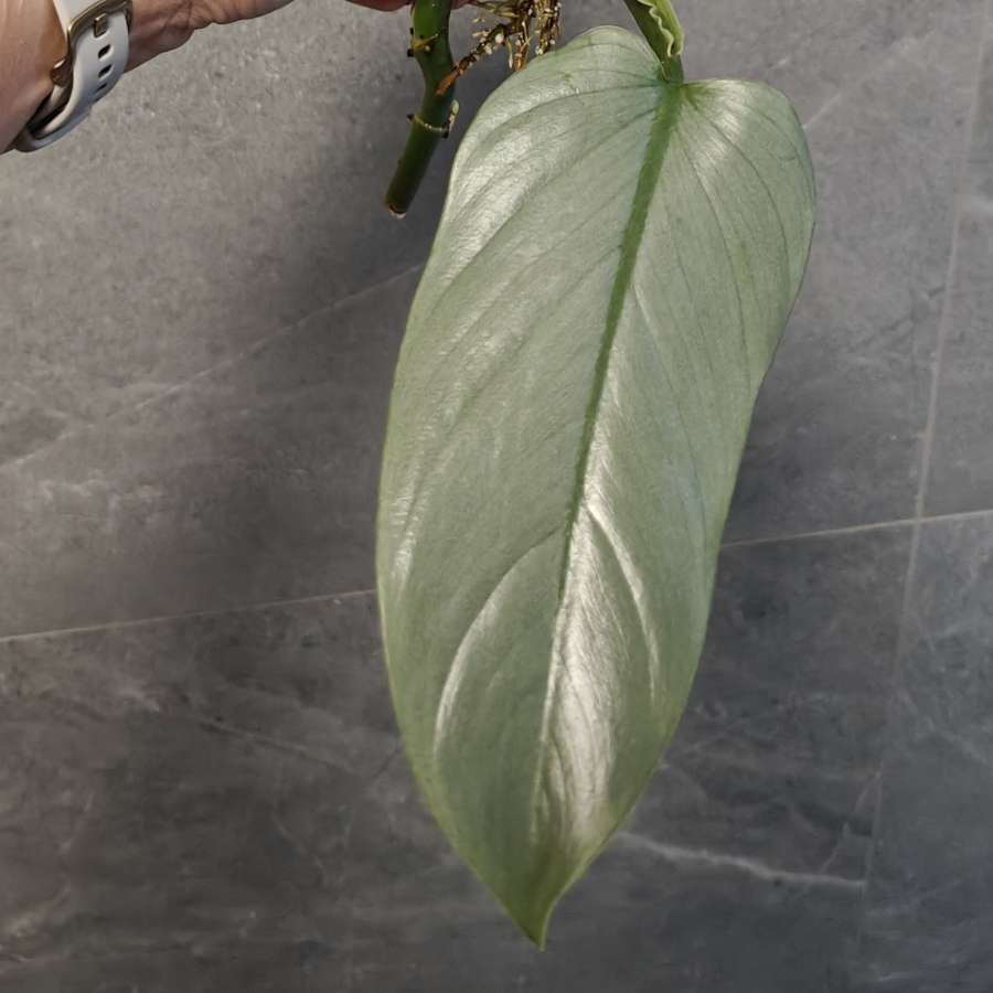 Philodendron hastatum Silver Queen Filodendron