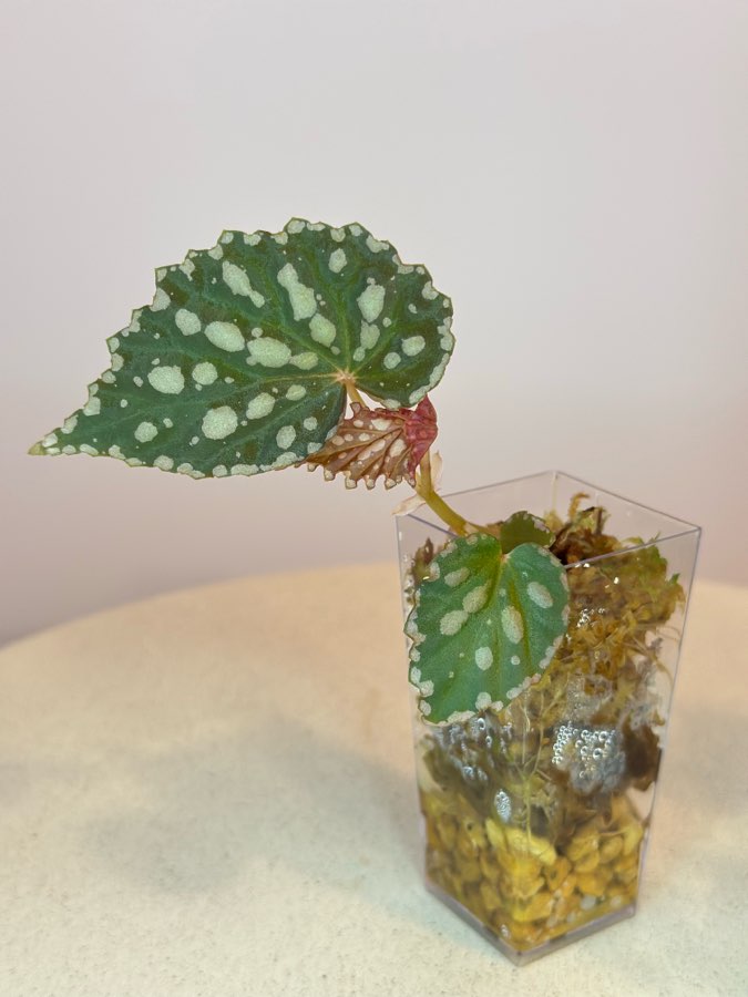 Begonia Chlorostica x Negrosensis #1 2