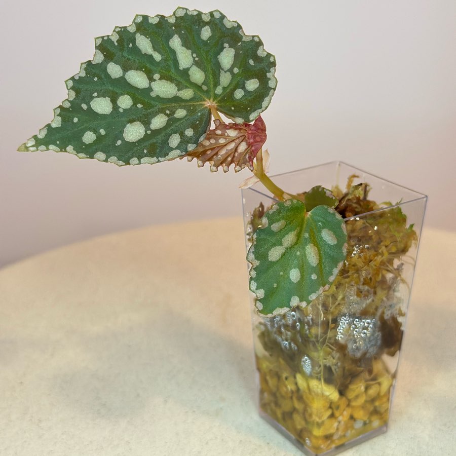 Begonia Chlorostica x Negrosensis #1