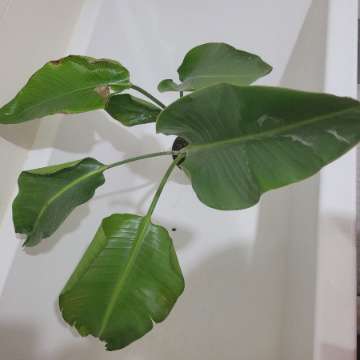 Strelicja