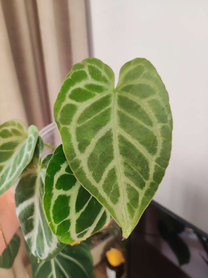 Anturium Crystallinum Silver x NoID 2
