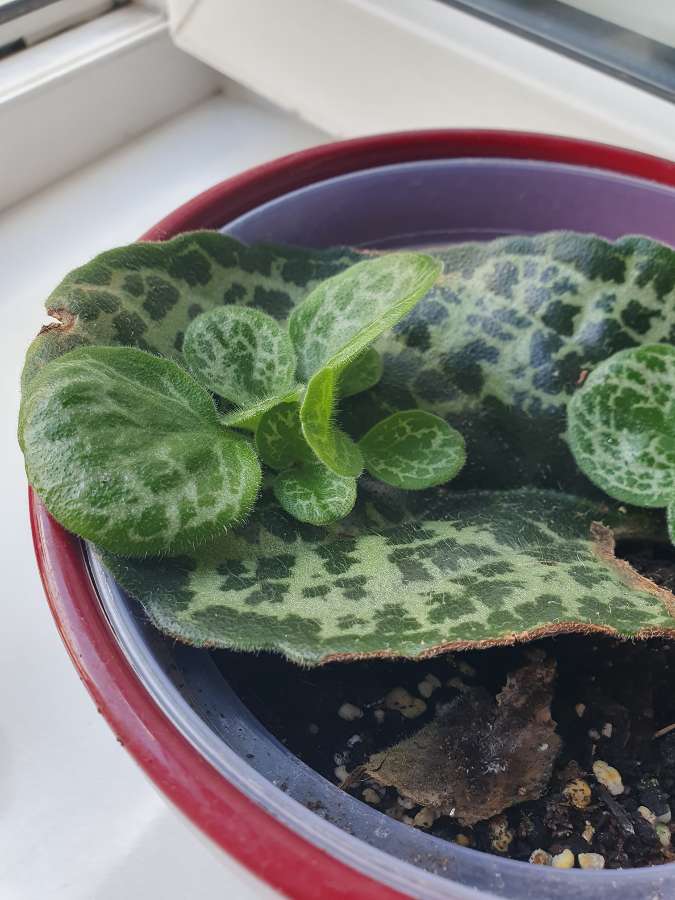 Streptocarpus pretty turtle (baby) 3