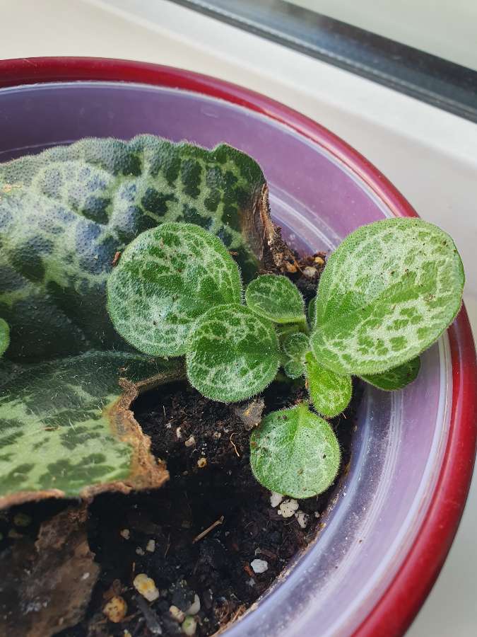 Streptocarpus pretty turtle (baby) 4