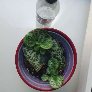 Streptocarpus pretty turtle (baby)
