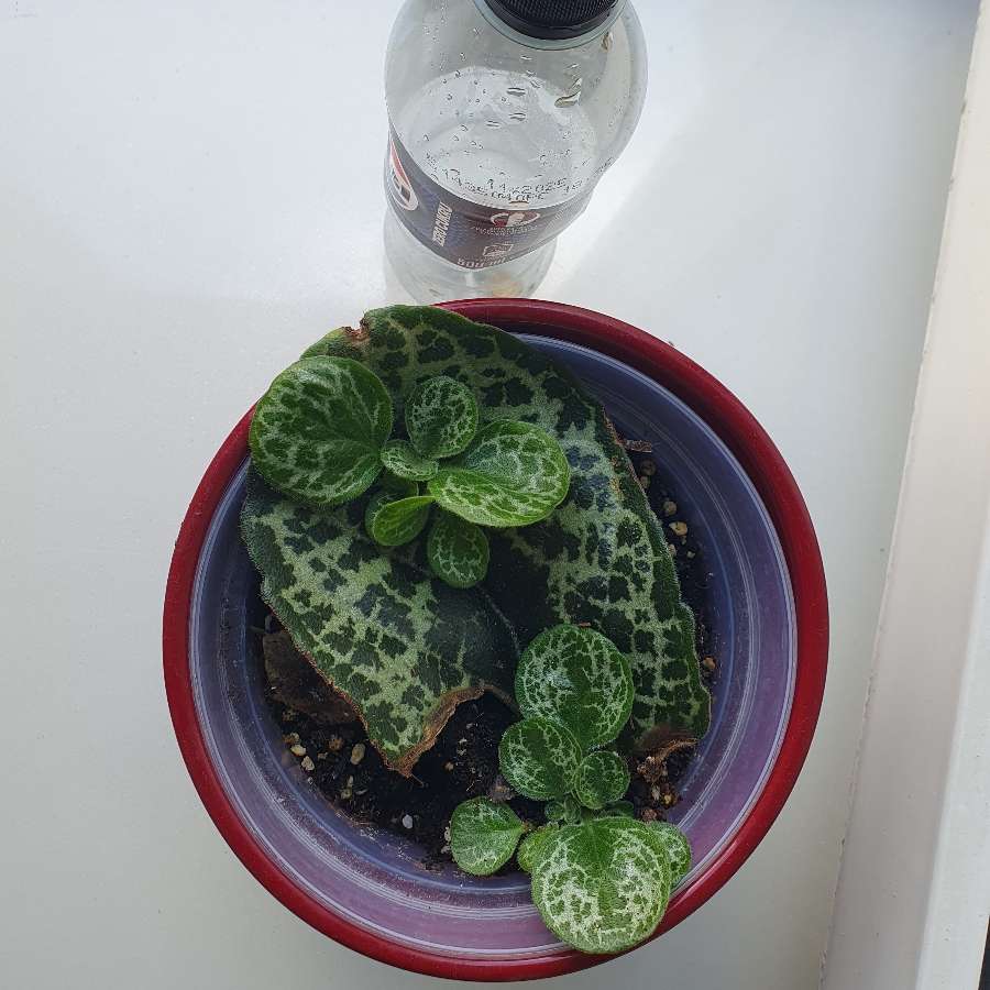 Streptocarpus pretty turtle (baby)