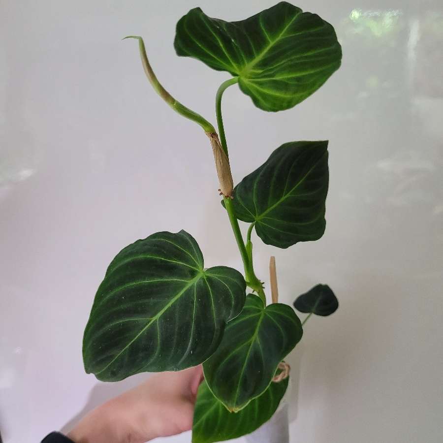 Philodendron splendid