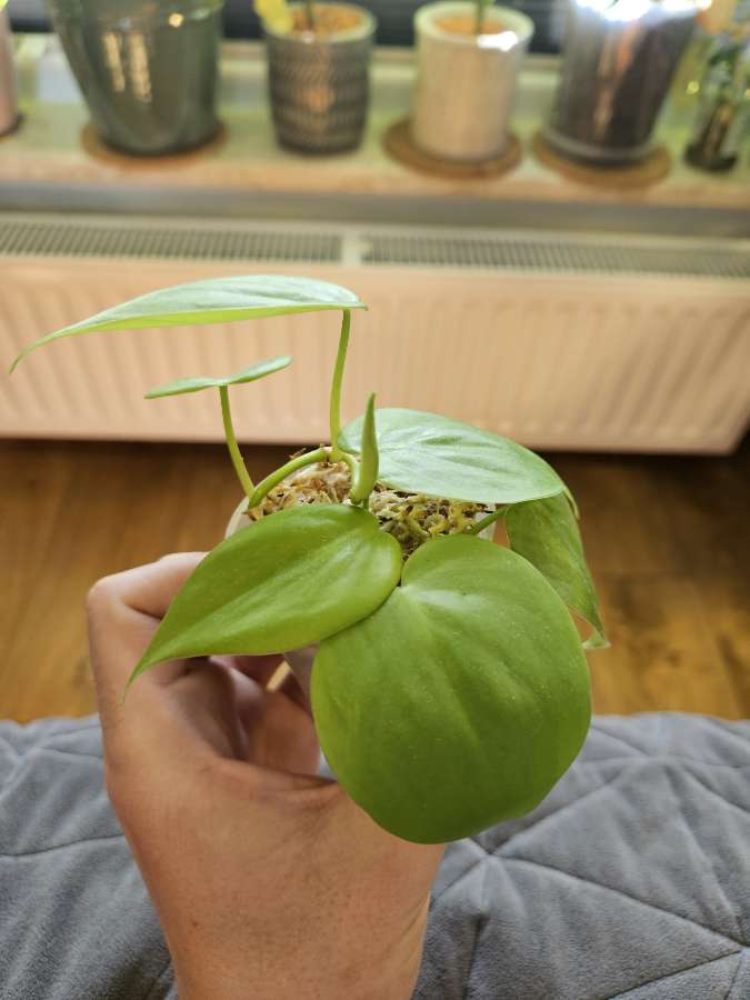 Philodendron scandens 'Lemon Lime' 2