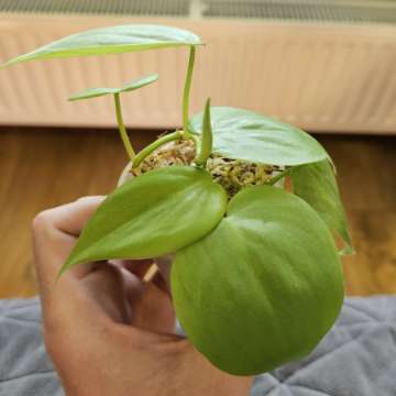 Philodendron scandens 'Lemon Lime'