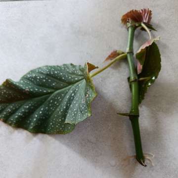 Begonia lucerna