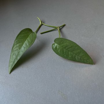 Epipremnum cebu blue sadzonka pędowa