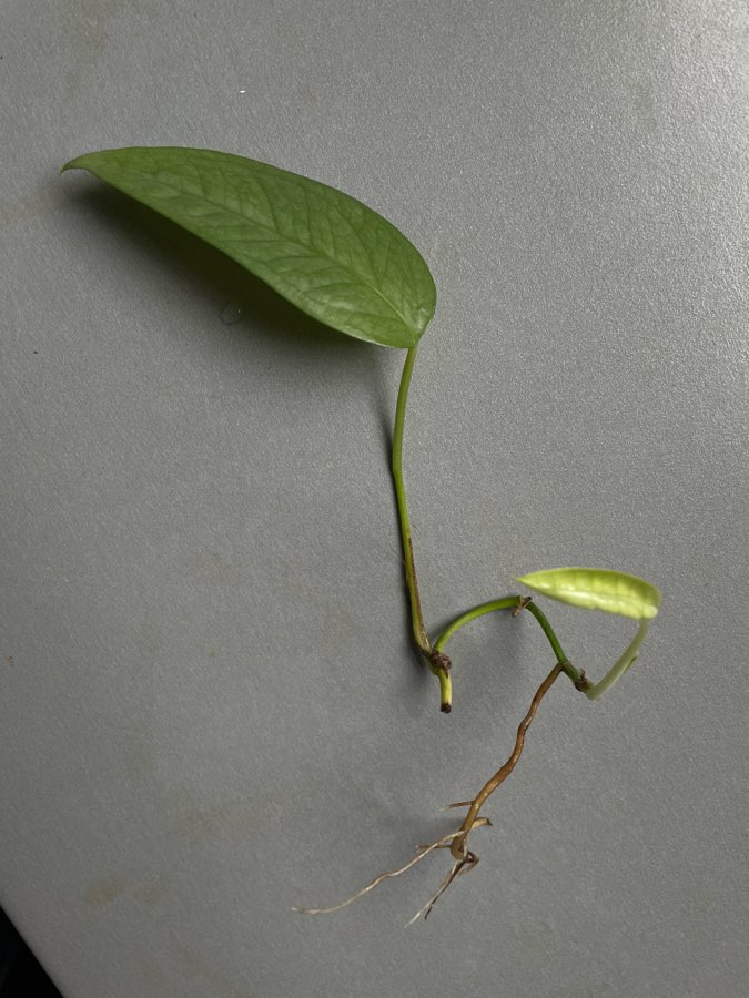 Epipremnum cebu blue sadzonka pędowa 2