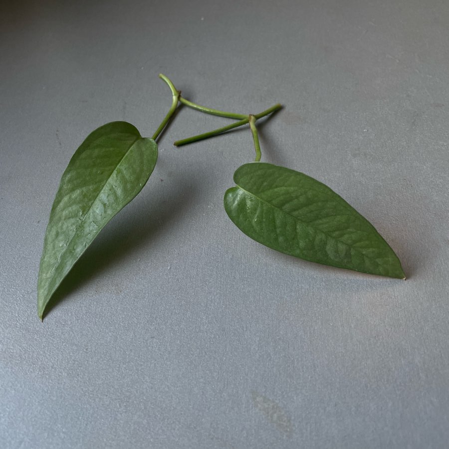 Epipremnum cebu blue sadzonka pędowa