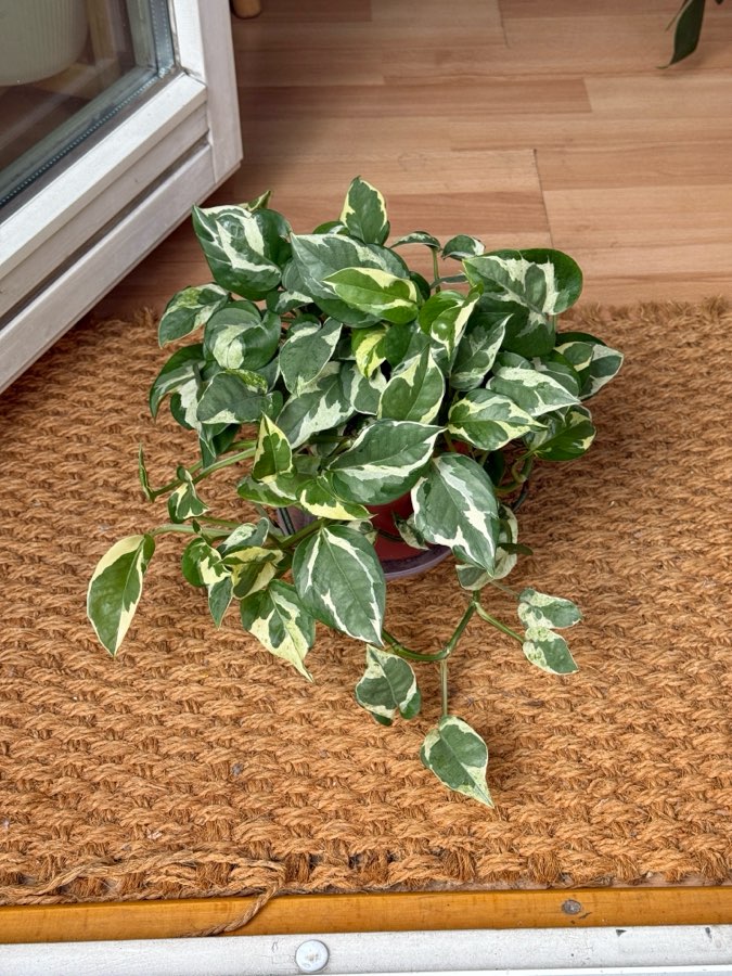 epipremnum n’joy 2