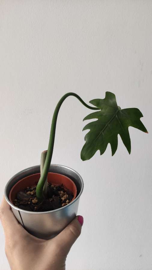 Filodendron radiatum 3