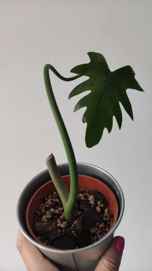 Filodendron radiatum 2