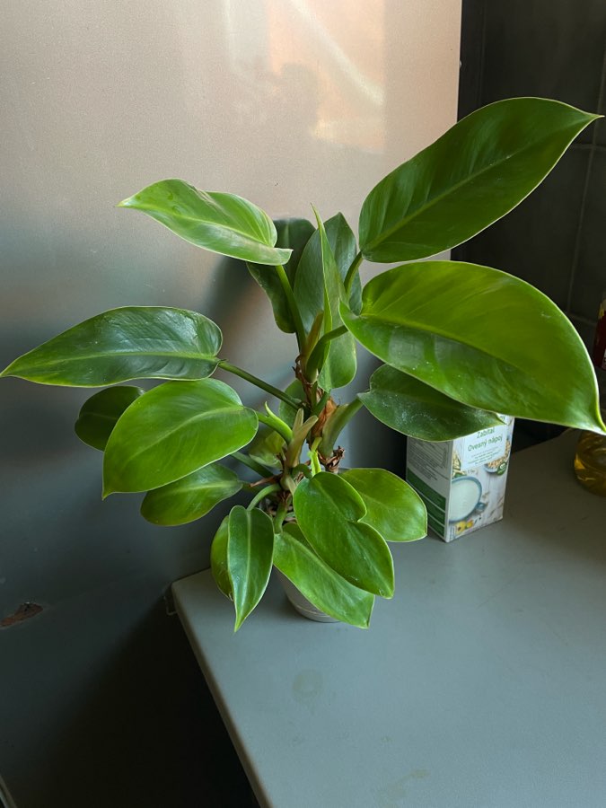 Philodendron Imperial Green 35 cm 2