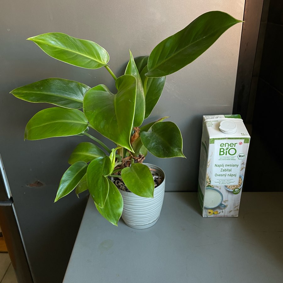 Philodendron Imperial Green 35 cm