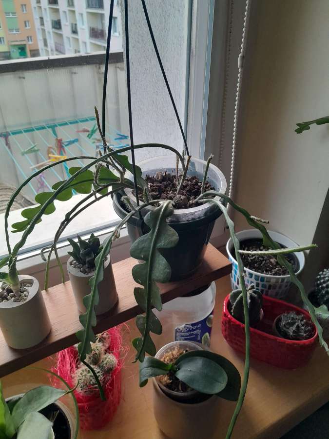 Epiphyllum anguliger

 2