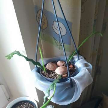 Epiphyllum anguliger

