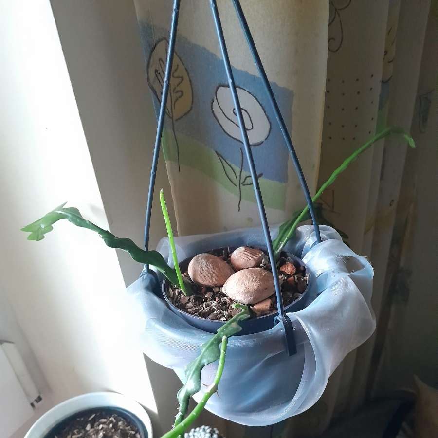 Epiphyllum anguliger

