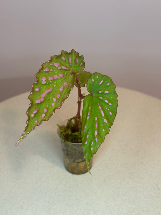 Begonia Negrosensis 2