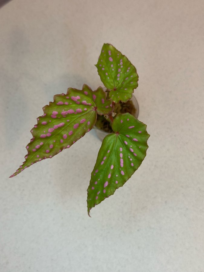 Begonia Negrosensis 3