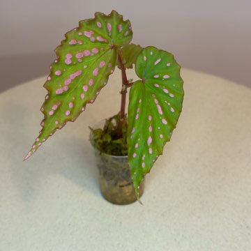 Begonia Negrosensis