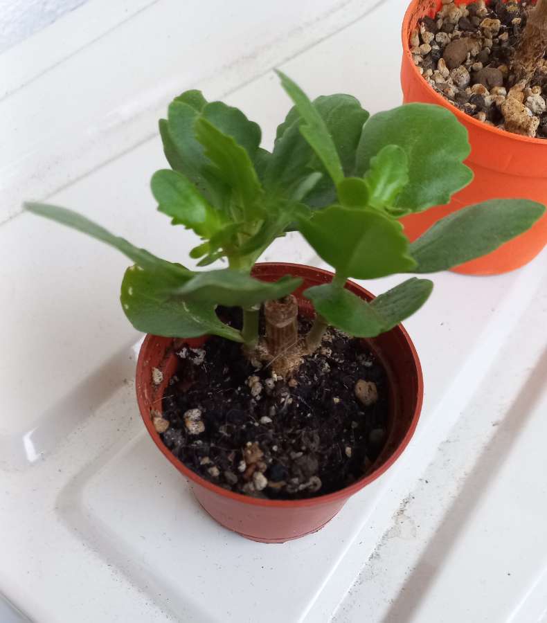 Kalanchoe mini drzewka 3