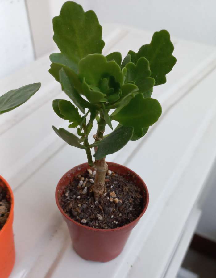 Kalanchoe mini drzewka 2