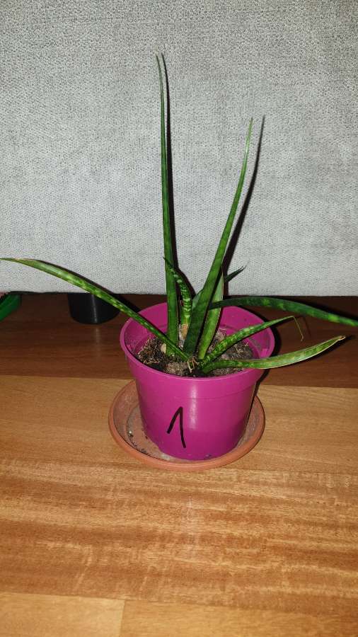 Sansewieria cylindryczna,  kirkii,  fernwood 2