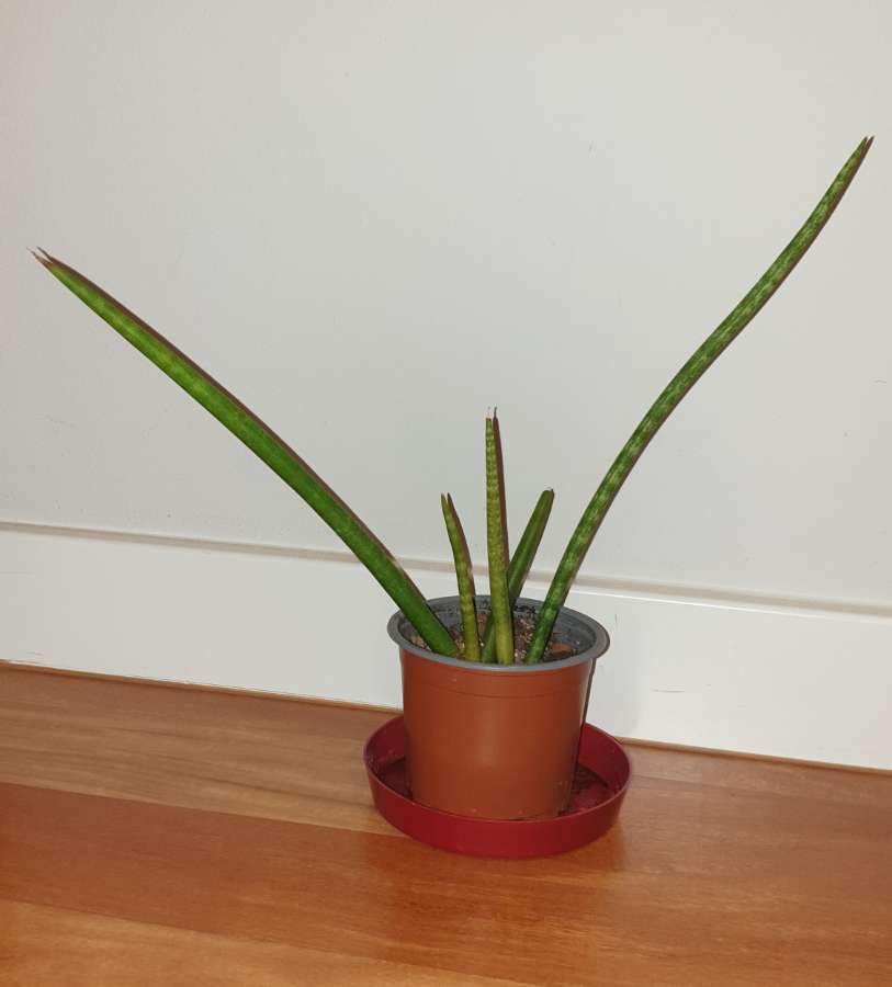 Sansewieria cylindryczna,  wysokość 30cm 3