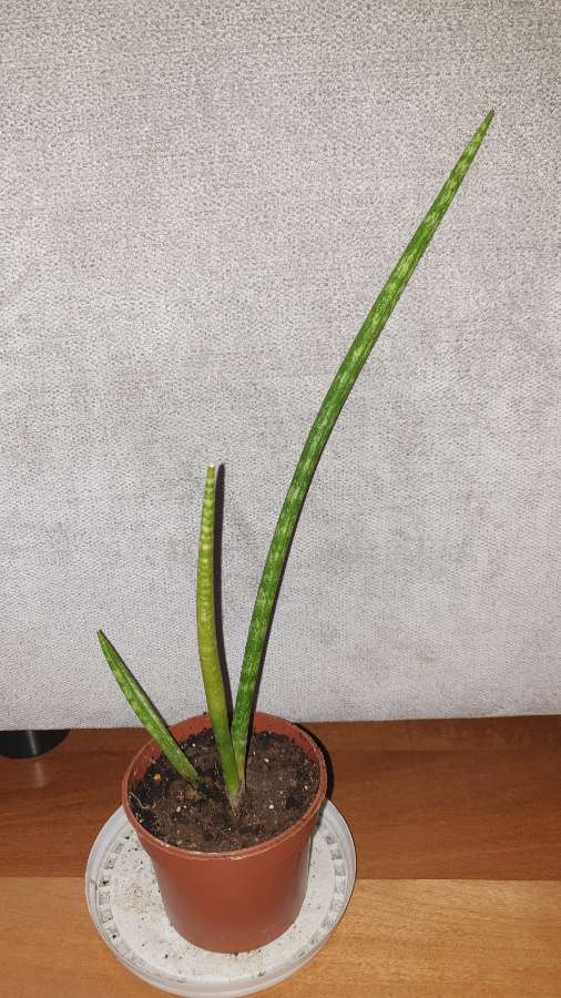 Sansewieria cylindryczna,  wysokość 32cm 2
