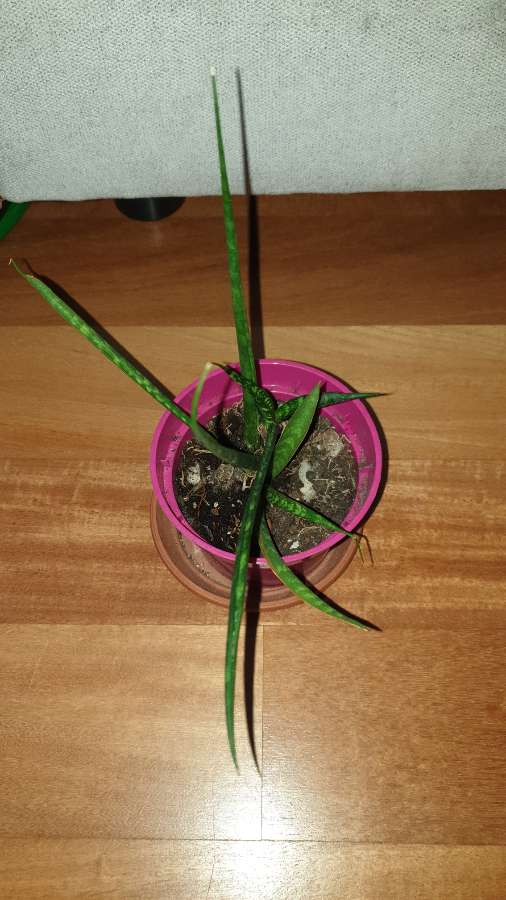 Sansewieria cylindryczna,  kirkii,  fernwood 4