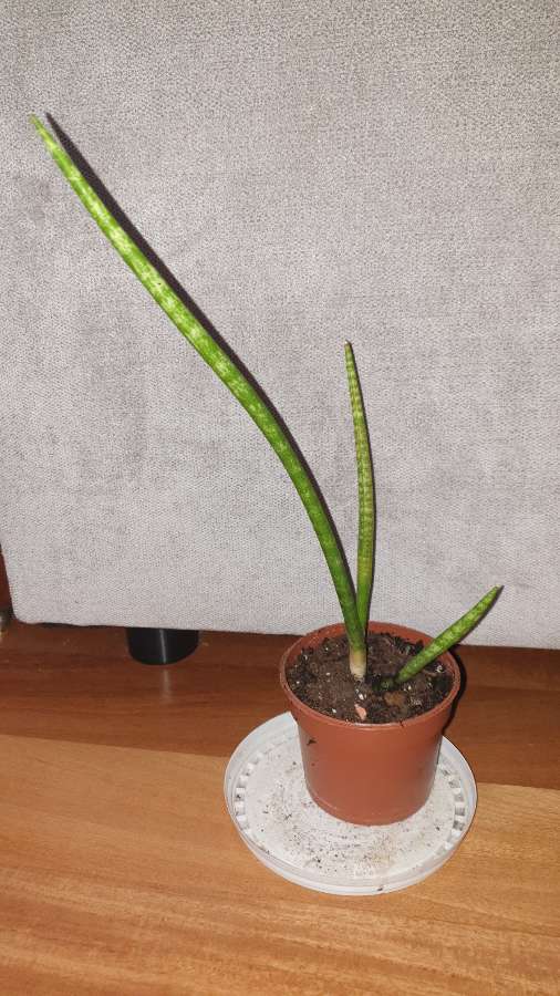 Sansewieria cylindryczna,  wysokość 32cm 4
