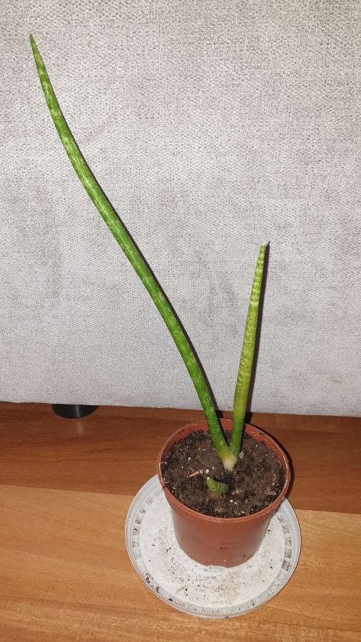 Sansewieria cylindryczna,  wysokość 32cm 3