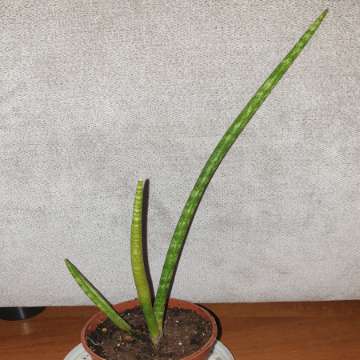Sansewieria cylindryczna,  wysokość 32cm