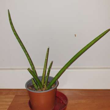 Sansewieria cylindryczna,  wysokość 30cm