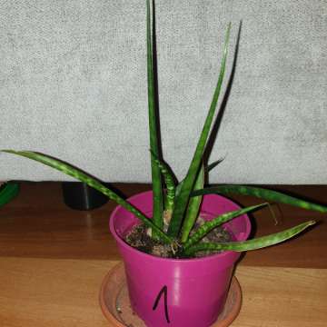 Sansewieria cylindryczna,  kirkii,  fernwood