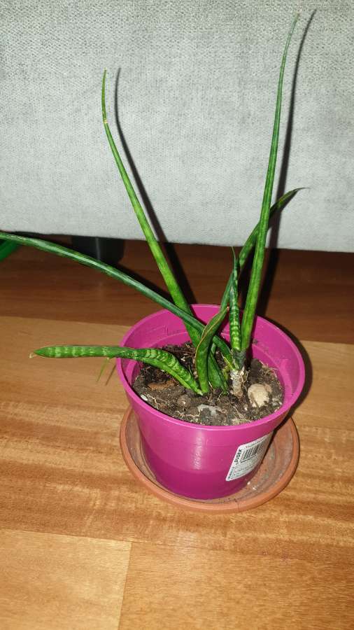 Sansewieria cylindryczna,  kirkii,  fernwood 3
