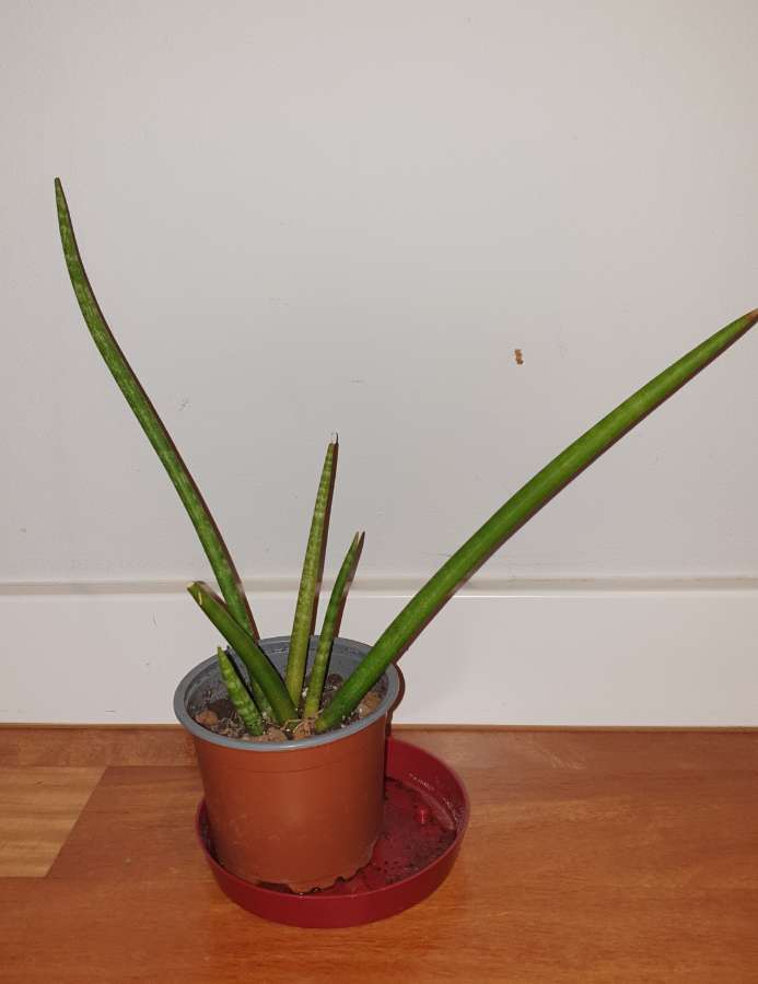 Sansewieria cylindryczna,  wysokość 30cm 2