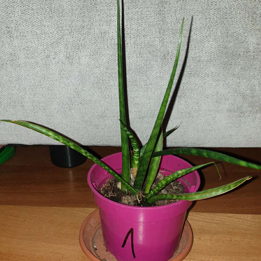 Sansewieria cylindryczna,  kirkii,  fernwood