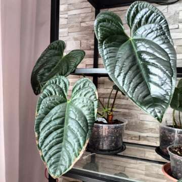 Anthurium jungle boy