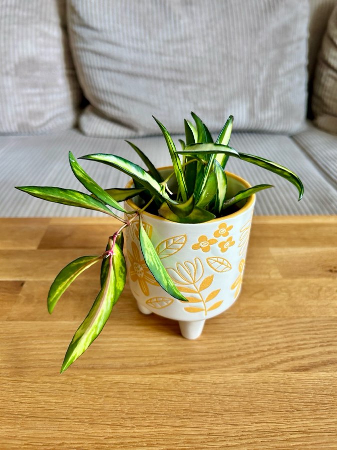 Hoya Wayetii Tricolor 2