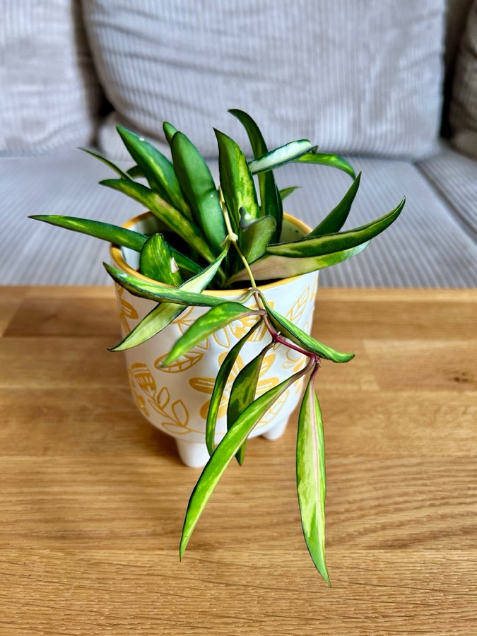Hoya Wayetii Tricolor 4